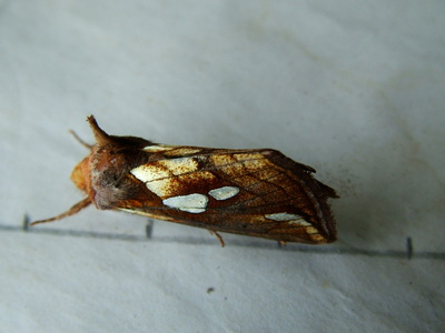 Lempke's Gold Spot
